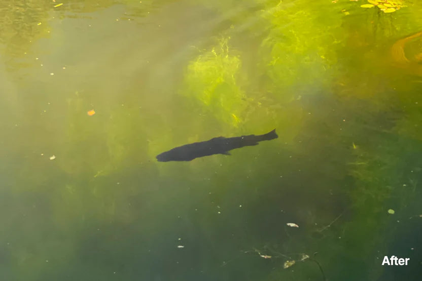 After - Clear Water See Fish